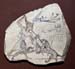 ostrica