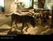 donkey001